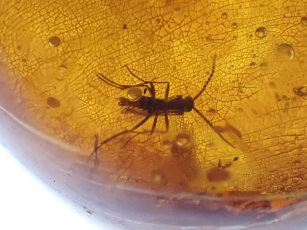 Dominican Amber Inclusion #21 (Winged Insect Inclusion)