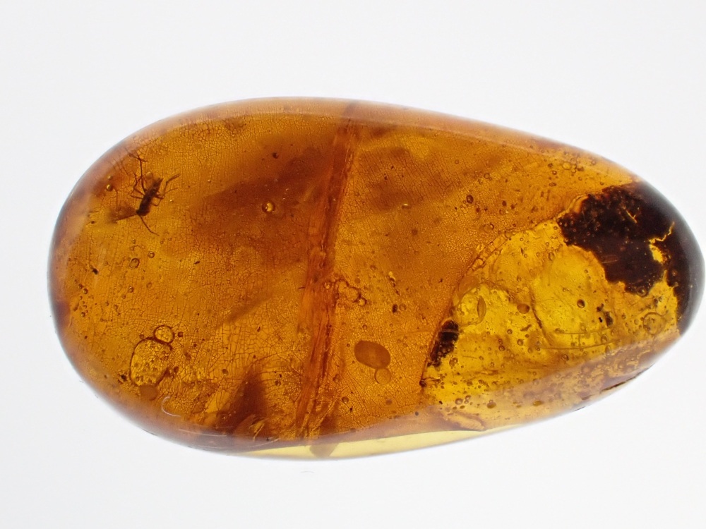 Dominican Amber Inclusion #21 (Winged Insect Inclusion)