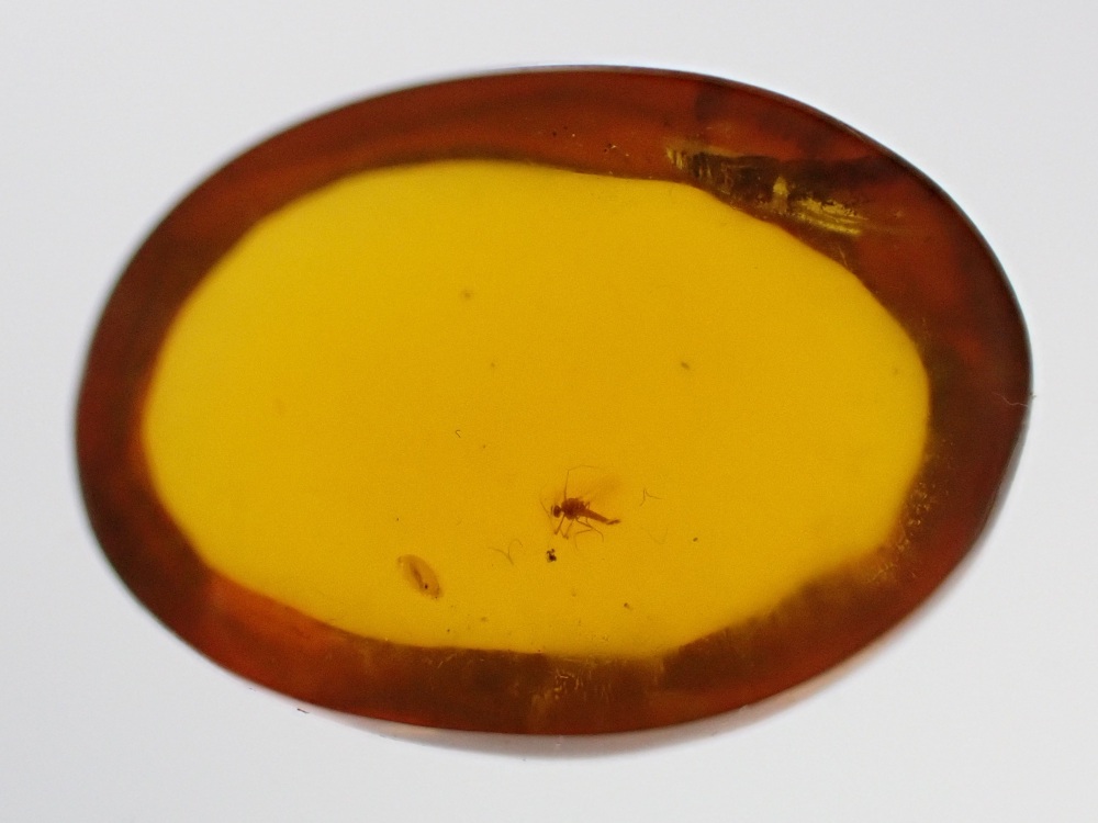 Dominican Amber Inclusion #22 (Winged Insect Inclusion)
