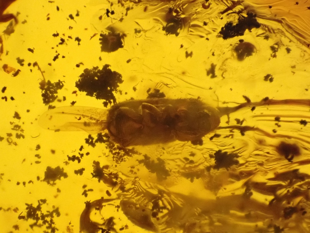 Dominican Amber Inclusion #23 (Beetle Inclusions)