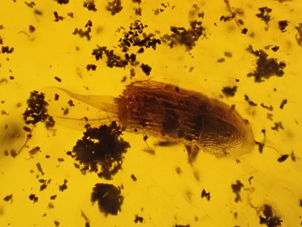 Dominican Amber Inclusion #23 (Beetle Inclusions)