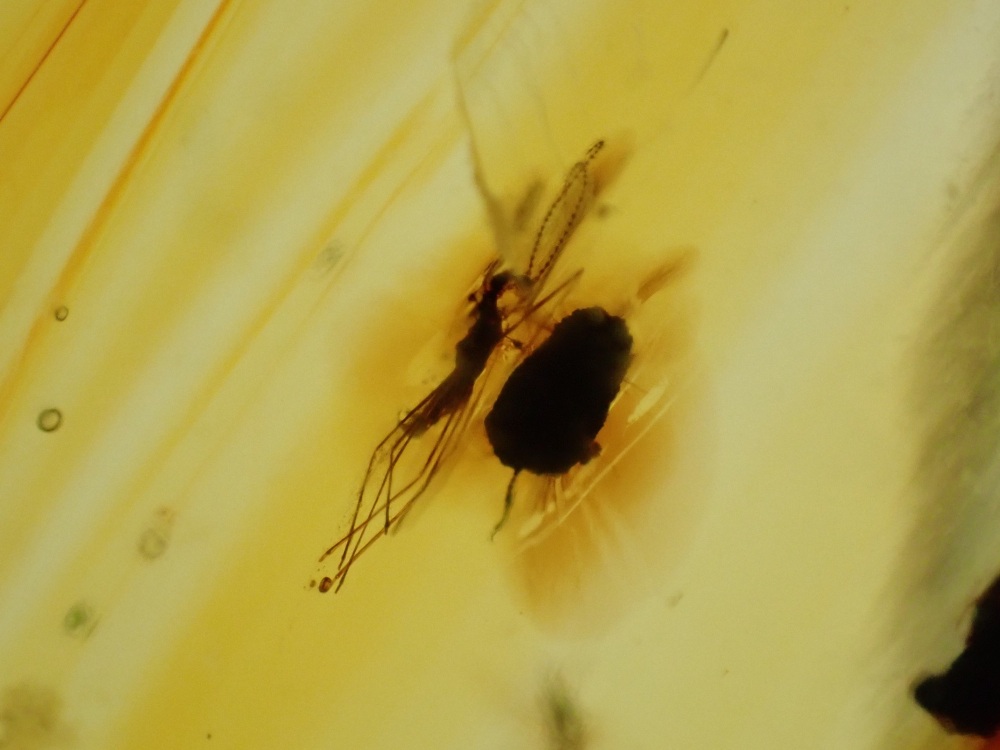 Dominican Amber Inclusion #24 (Winged Insect Inclusion)