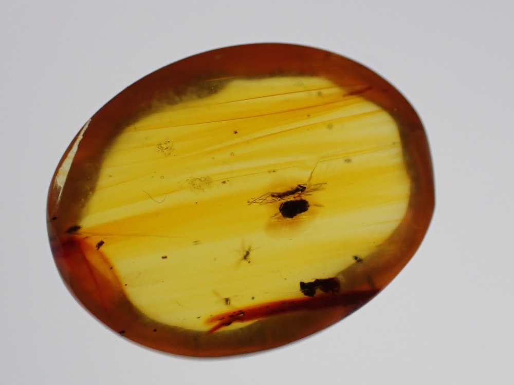 Dominican Amber Inclusion #24 (Winged Insect Inclusion)