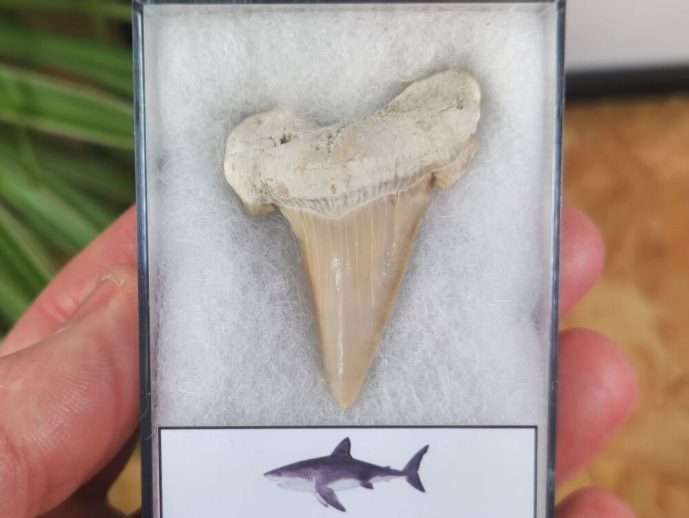 Otodus obliquus Shark Tooth (1.61 inch) #07