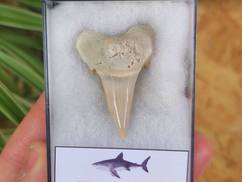 Otodus obliquus Shark Tooth (1.65 inch) #08