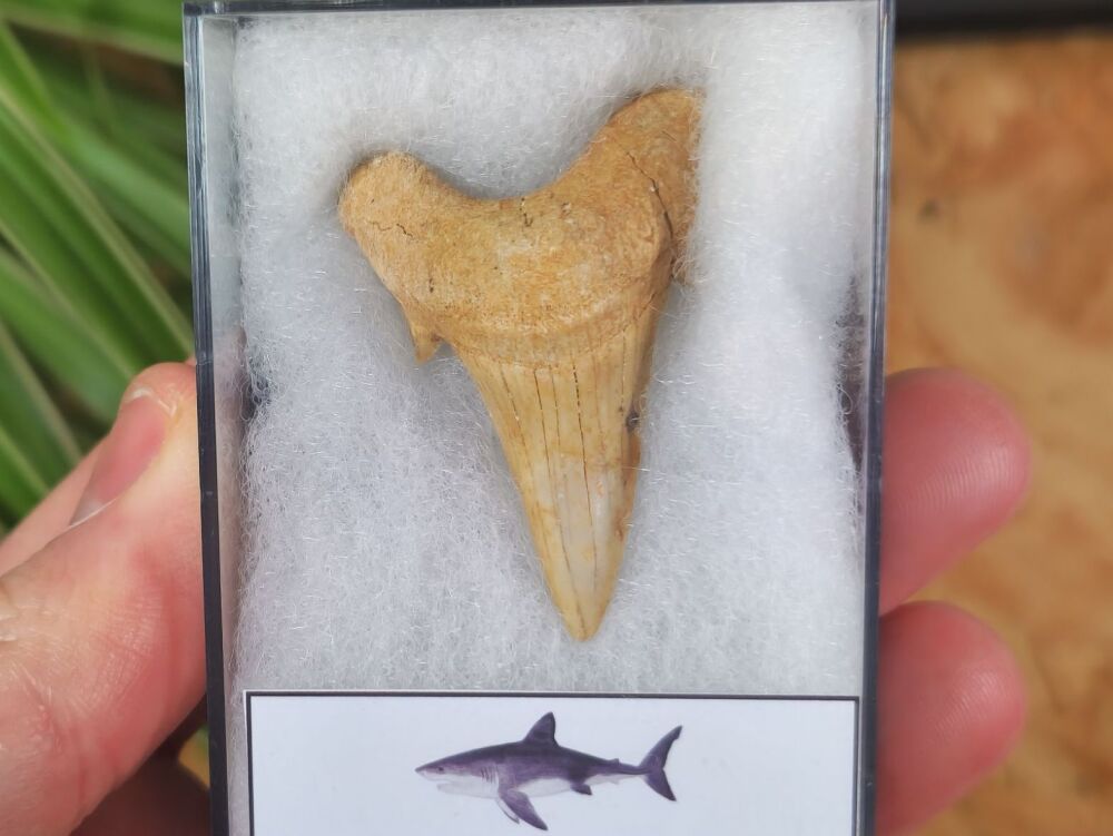 Otodus obliquus Shark Tooth (1.77 inch) #09
