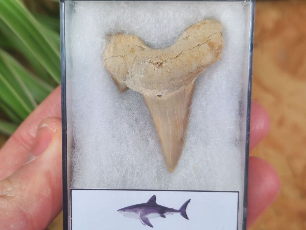 Otodus obliquus Shark Tooth (1.77 inch) #10