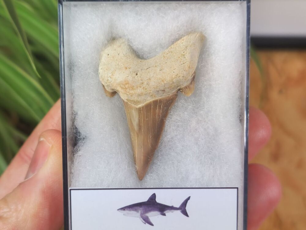 Otodus obliquus Shark Tooth (1.77 inch) #11