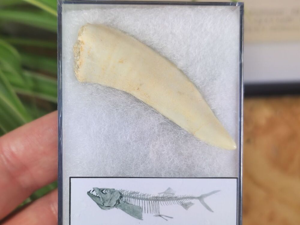 Large Enchodus Tooth (Sabre-toothed Fish) #01