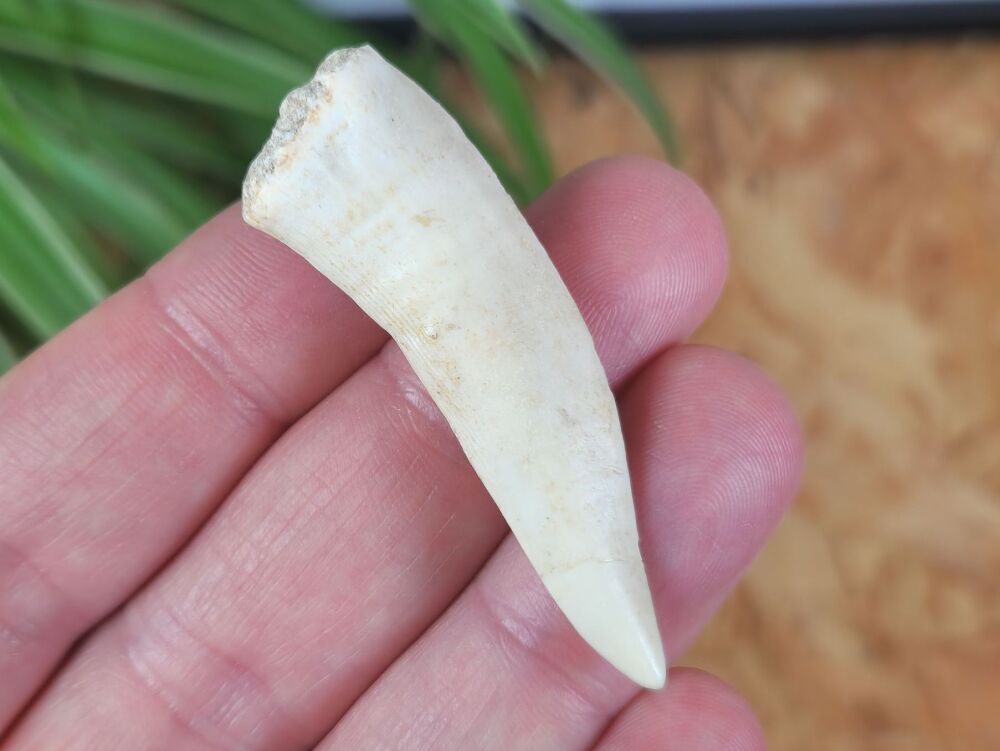 Large Enchodus Tooth (Sabre-toothed Fish) #01