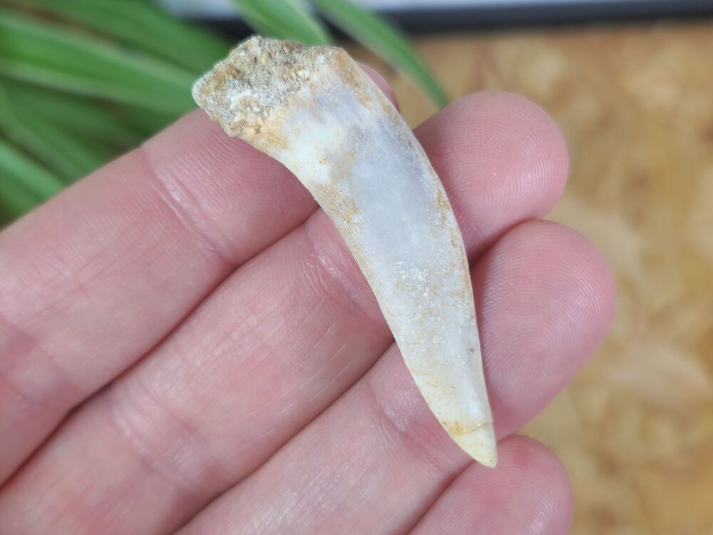 Large Enchodus Tooth (Sabre-toothed Fish) #02