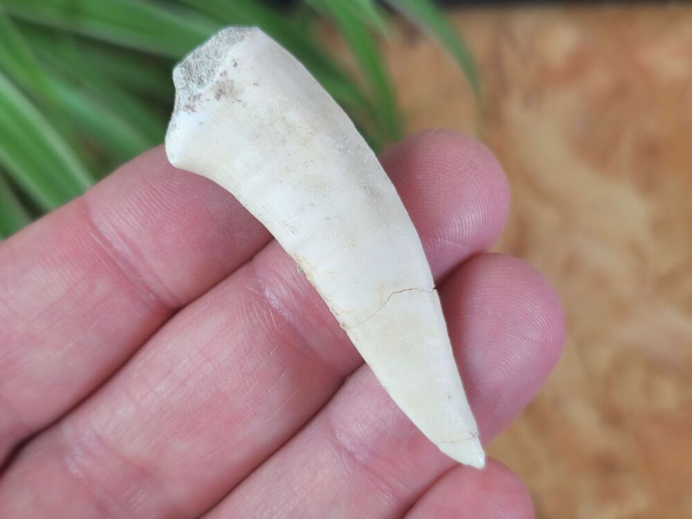 Large Enchodus Tooth (Sabre-toothed Fish) #03