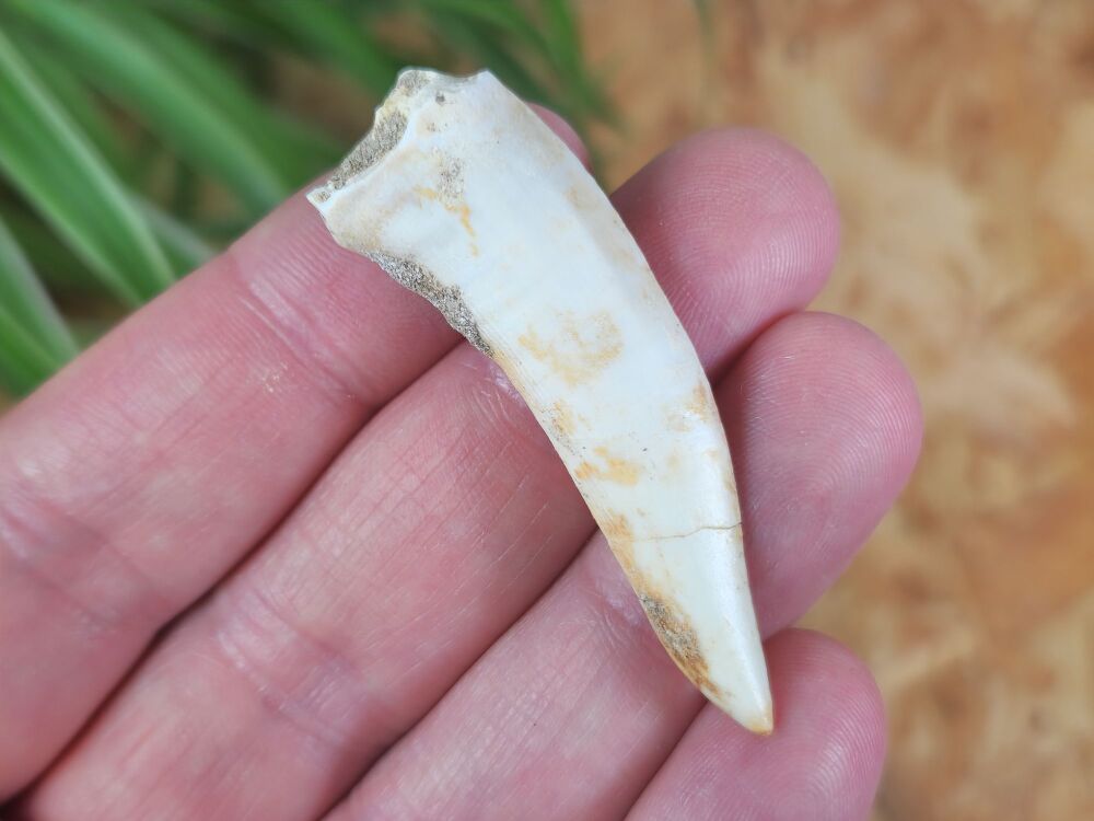 Large Enchodus Tooth (Sabre-toothed Fish) #04
