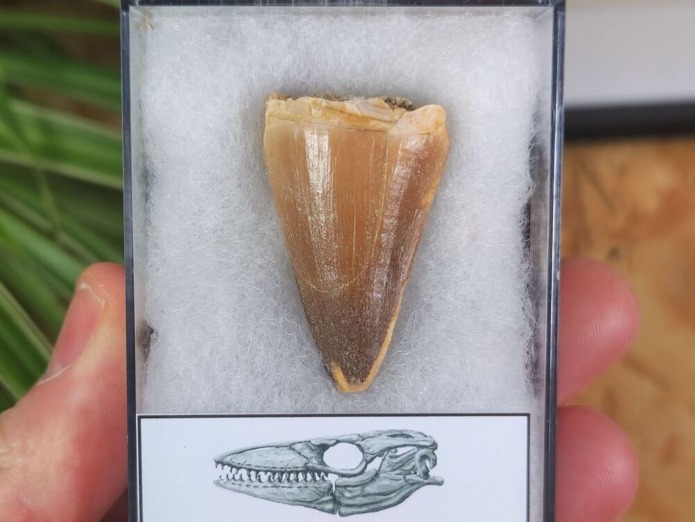 Mosasaur Tooth (1.37 inch) #03