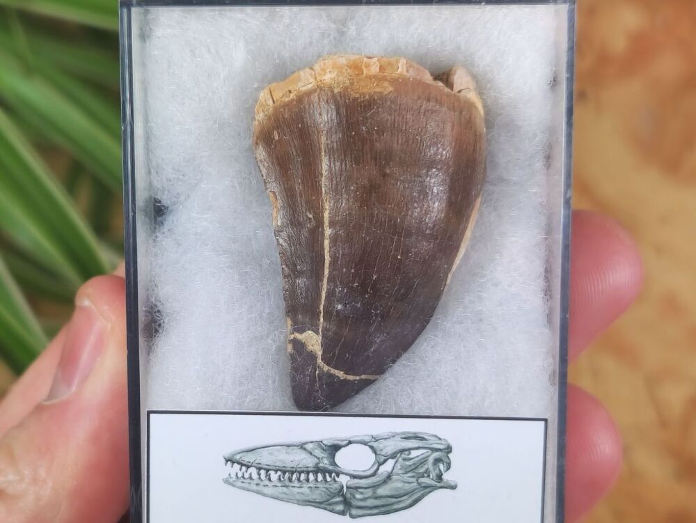 Mosasaur Tooth (1.65 inch) #04