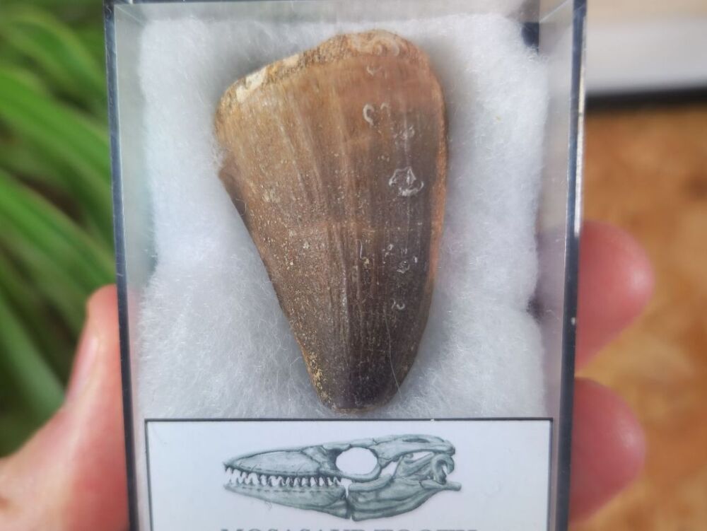 Mosasaur Tooth (1.57 inch) #05