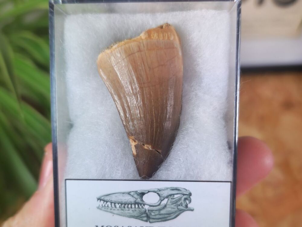 Mosasaur Tooth (1.57 inch) #06