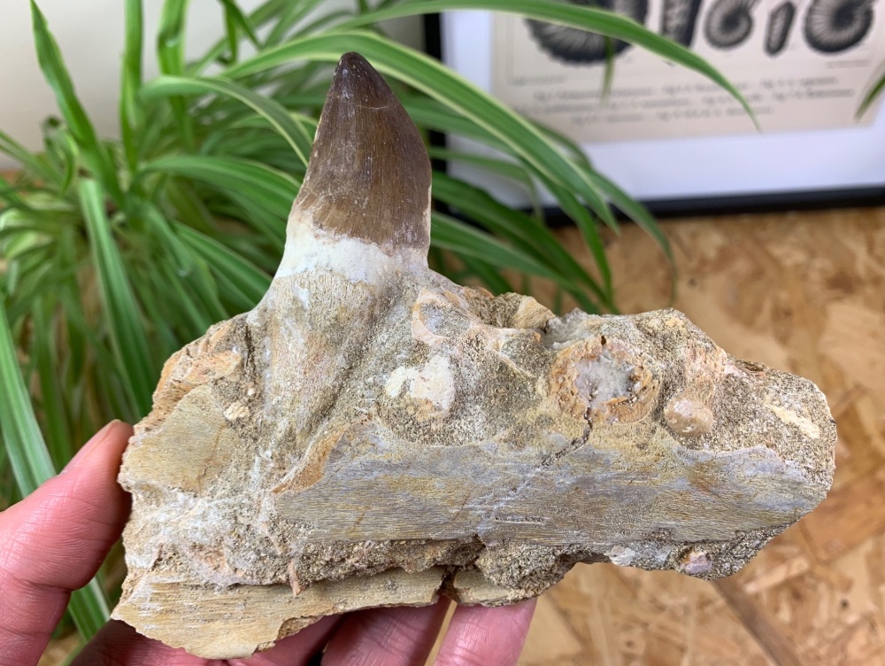 Mosasaur Jaw with Tooth #02