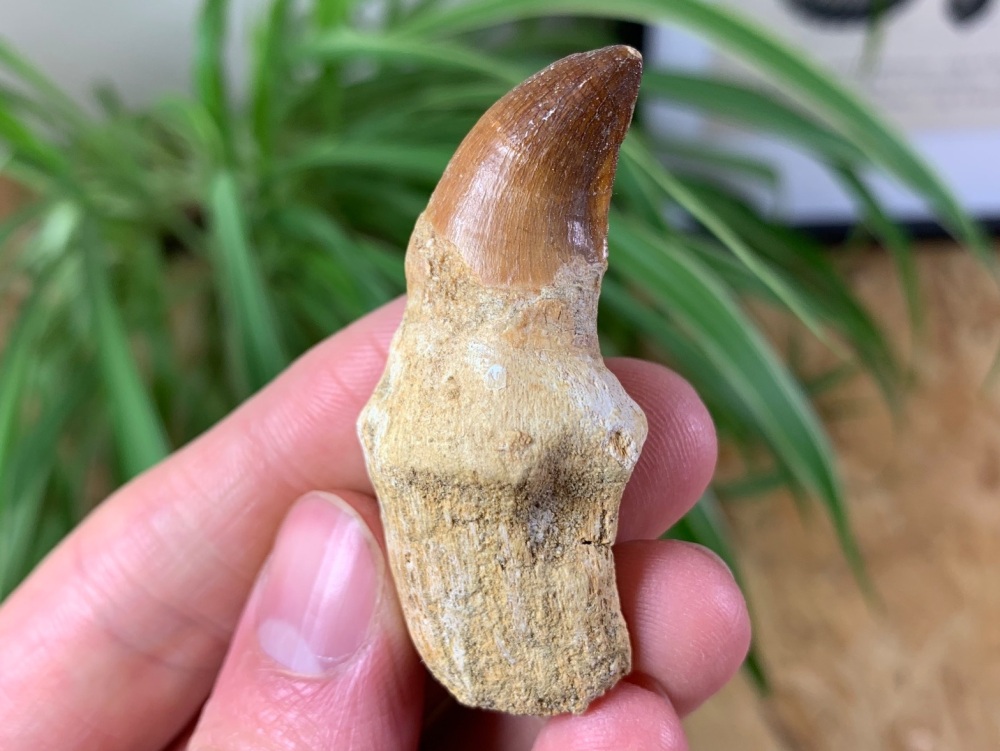 Rooted Mosasaur Tooth #01