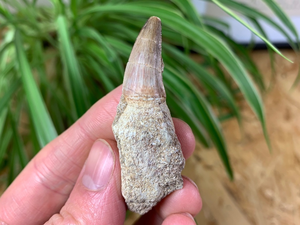 Rooted Mosasaur Tooth #02