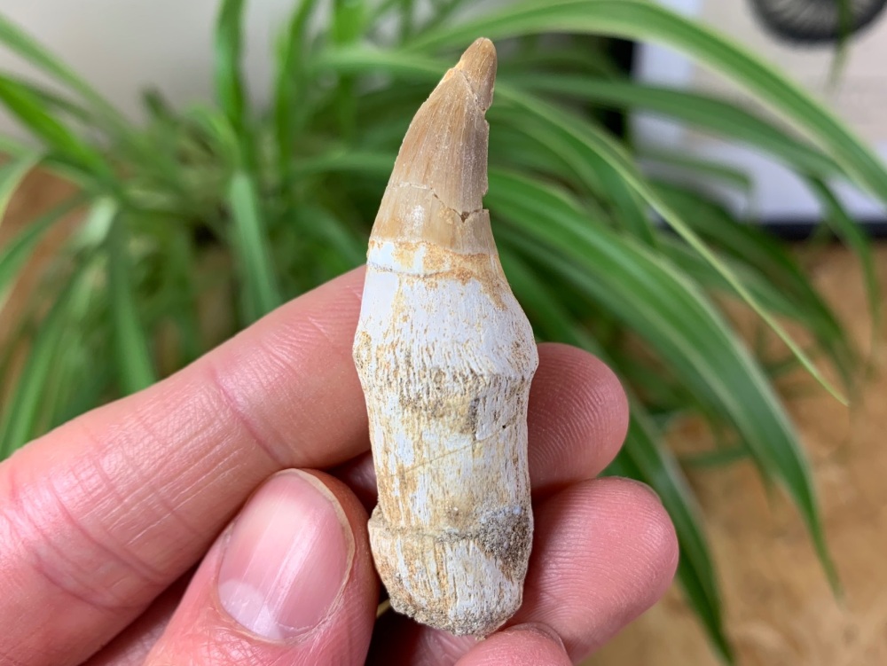 Rooted Mosasaur Tooth #03