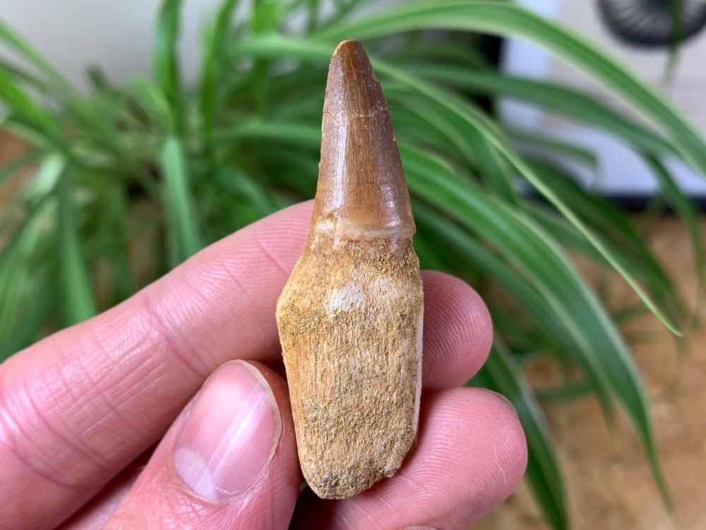 Rooted Mosasaur Tooth #04