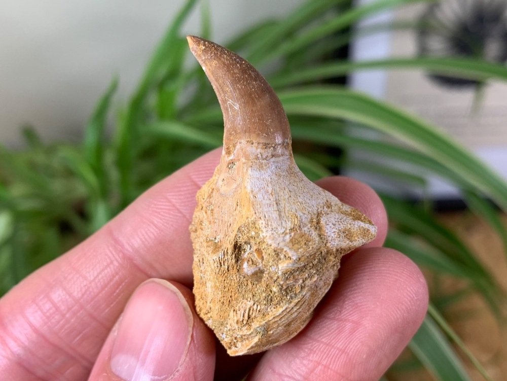 Rooted Mosasaur Tooth #05
