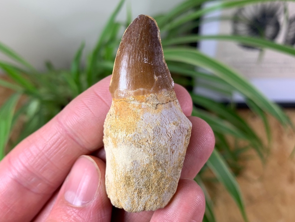 Rooted Mosasaur Tooth #06