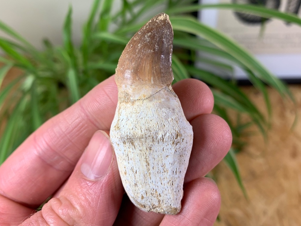 Rooted Mosasaur Tooth #07
