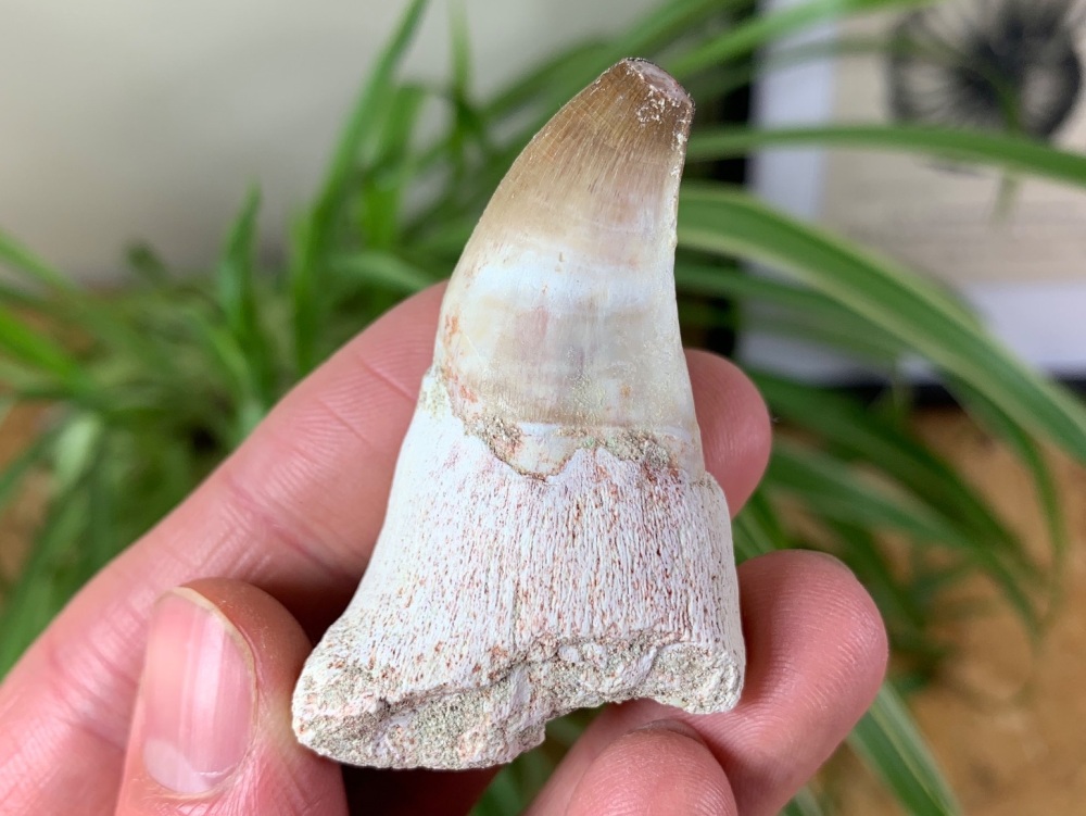 Rooted Mosasaur Tooth #08