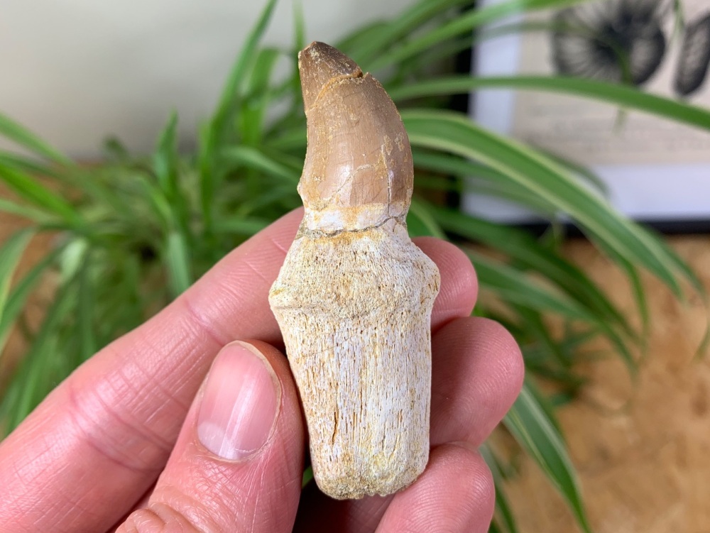 Rooted Mosasaur Tooth #09
