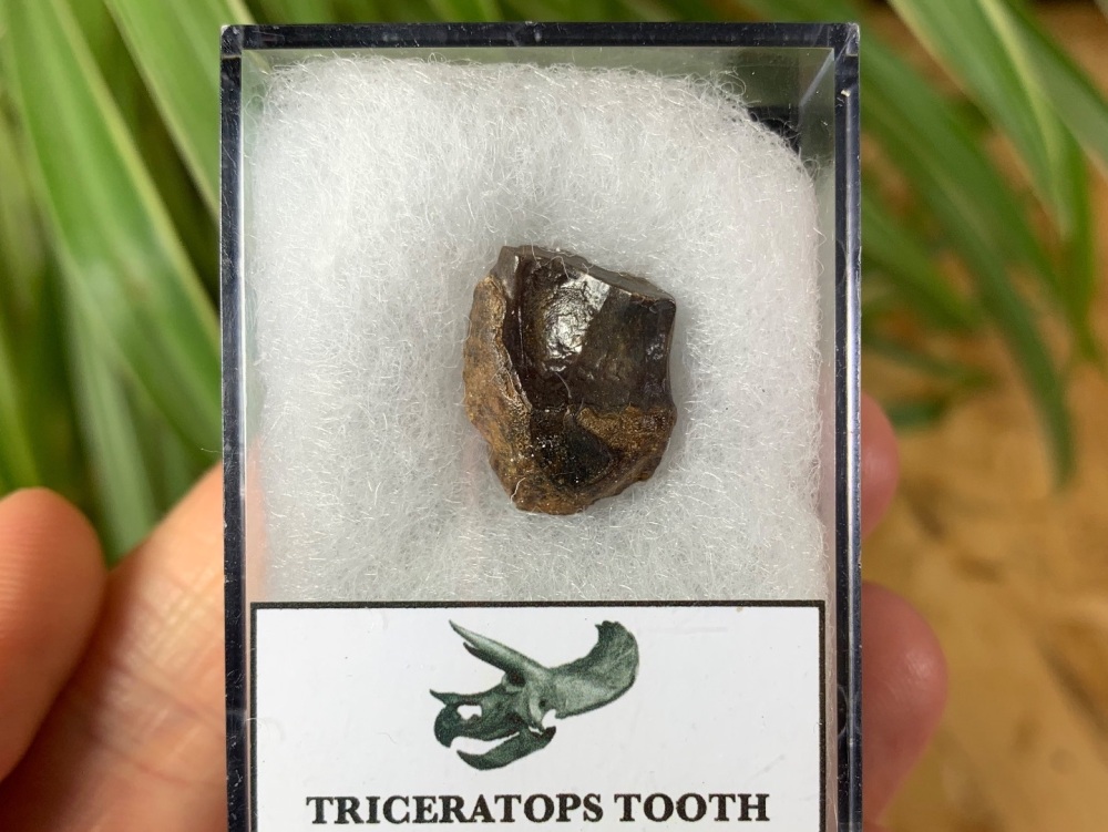 Triceratops Tooth #01