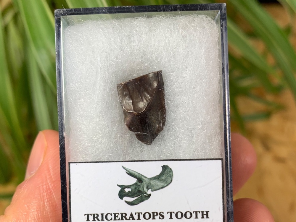 Triceratops Tooth #02