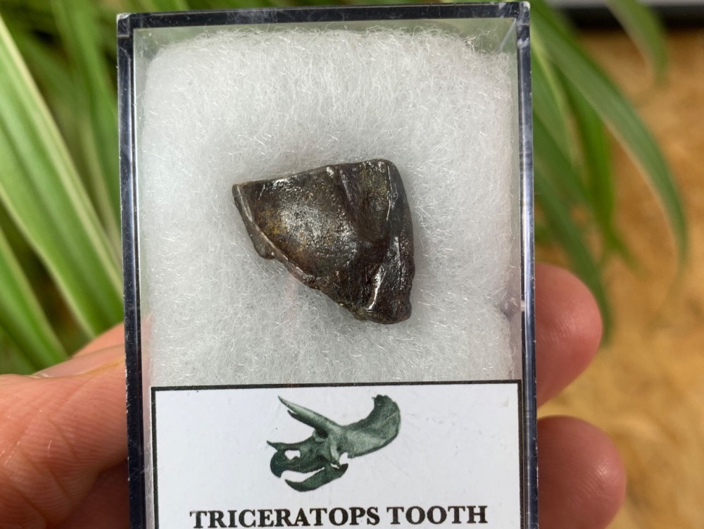 Triceratops Tooth #04