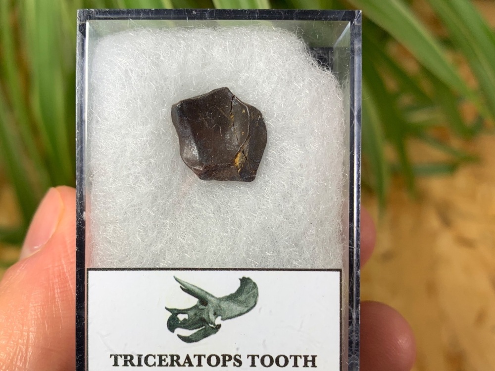 Triceratops Tooth #07