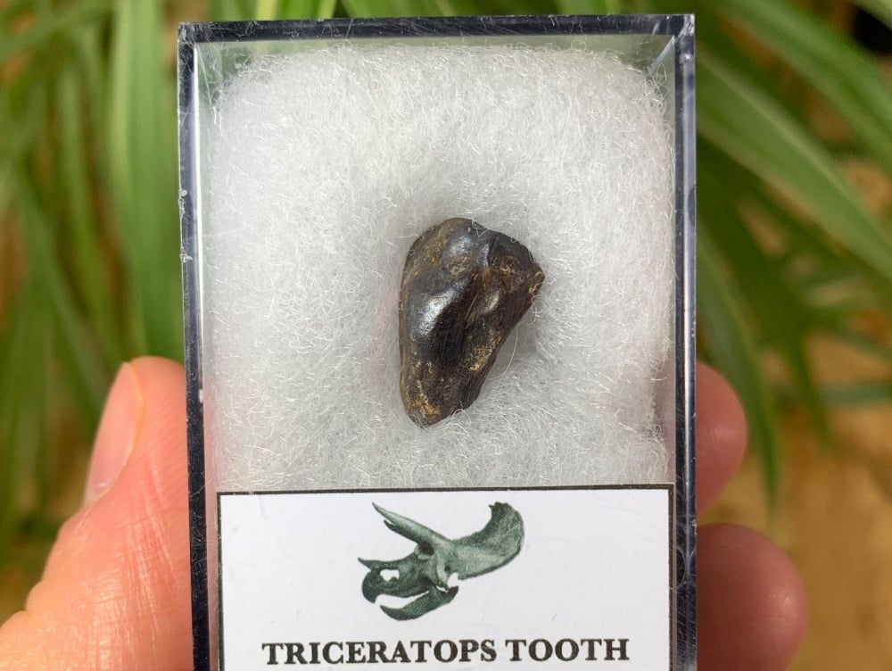 Triceratops Tooth #08