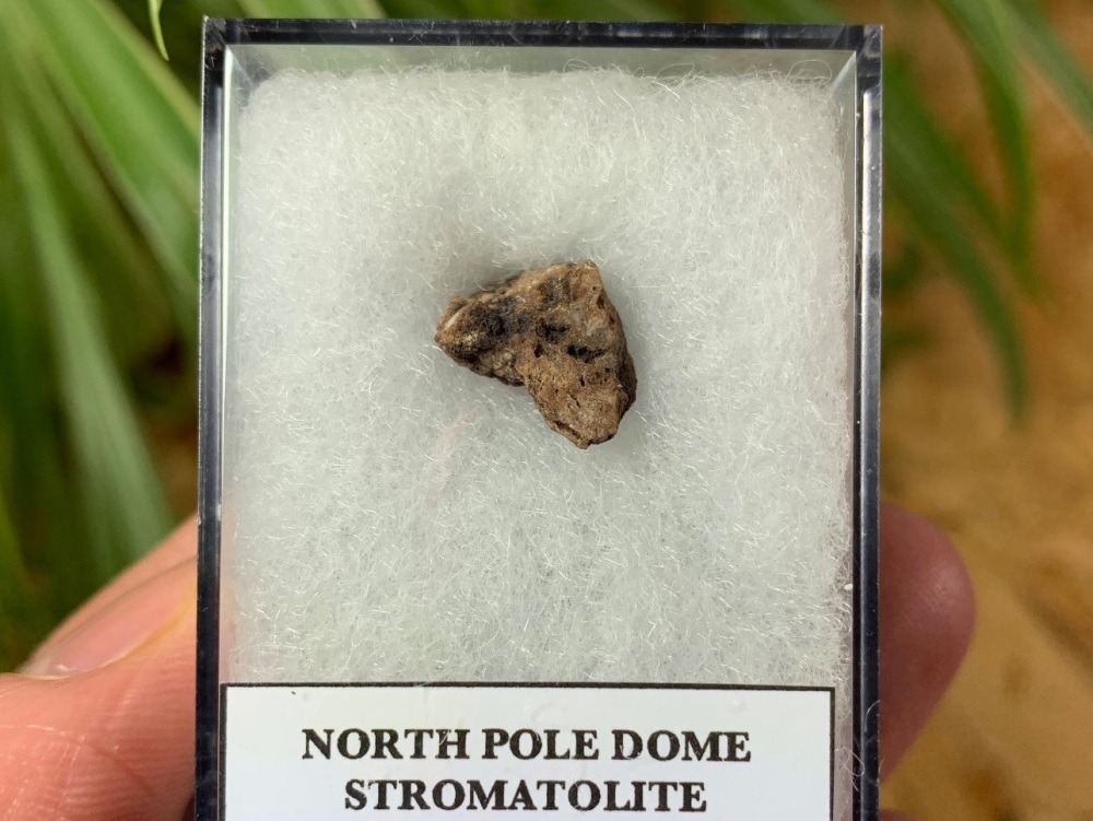 FIRST LIFE, North Pole Dome Stromatolite (Pilbara, Australia) #01
