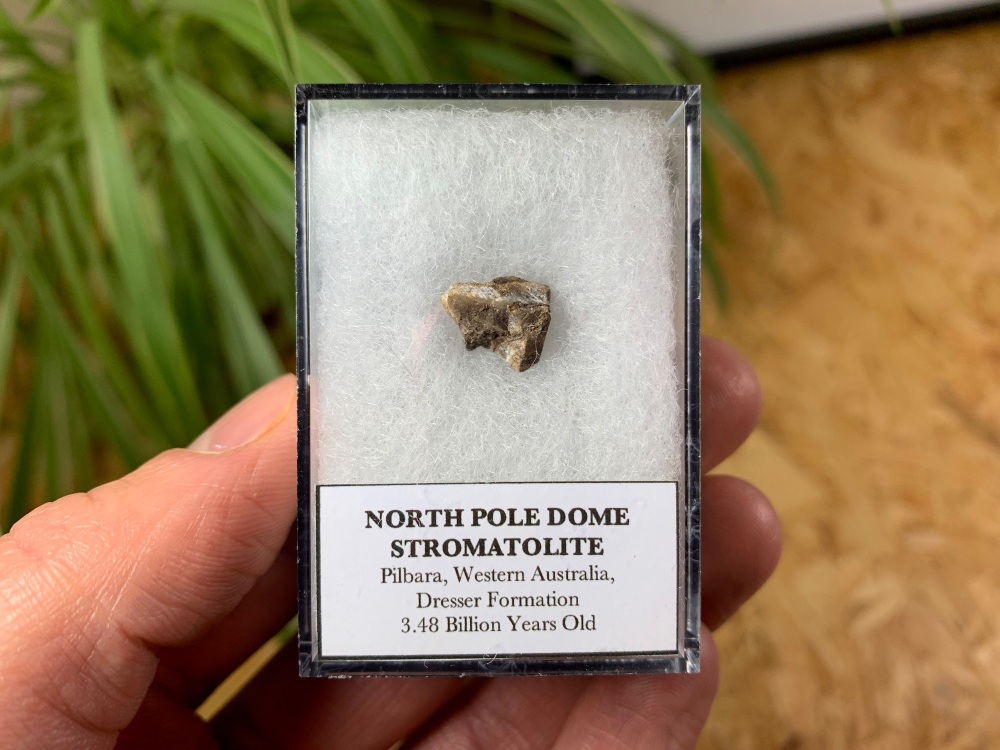 FIRST LIFE, North Pole Dome Stromatolite (Pilbara, Australia) #02