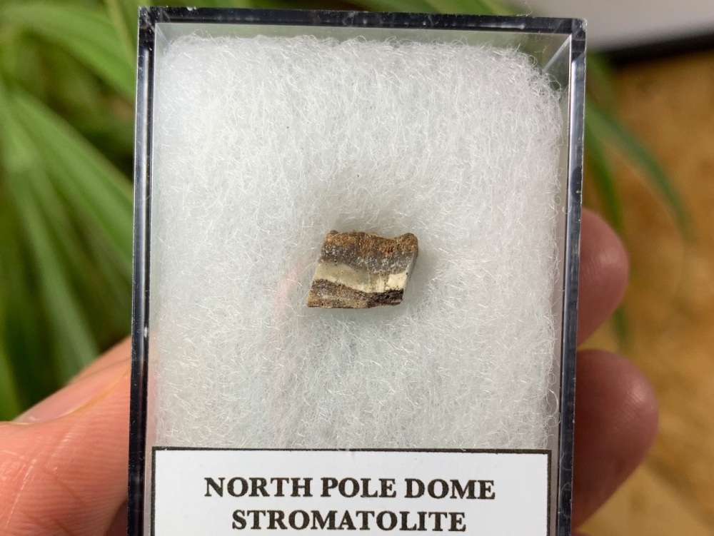 FIRST LIFE, North Pole Dome Stromatolite (Pilbara, Australia) #03