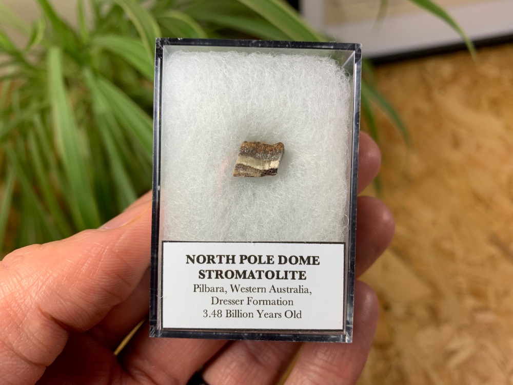 FIRST LIFE, North Pole Dome Stromatolite (Pilbara, Australia) #03