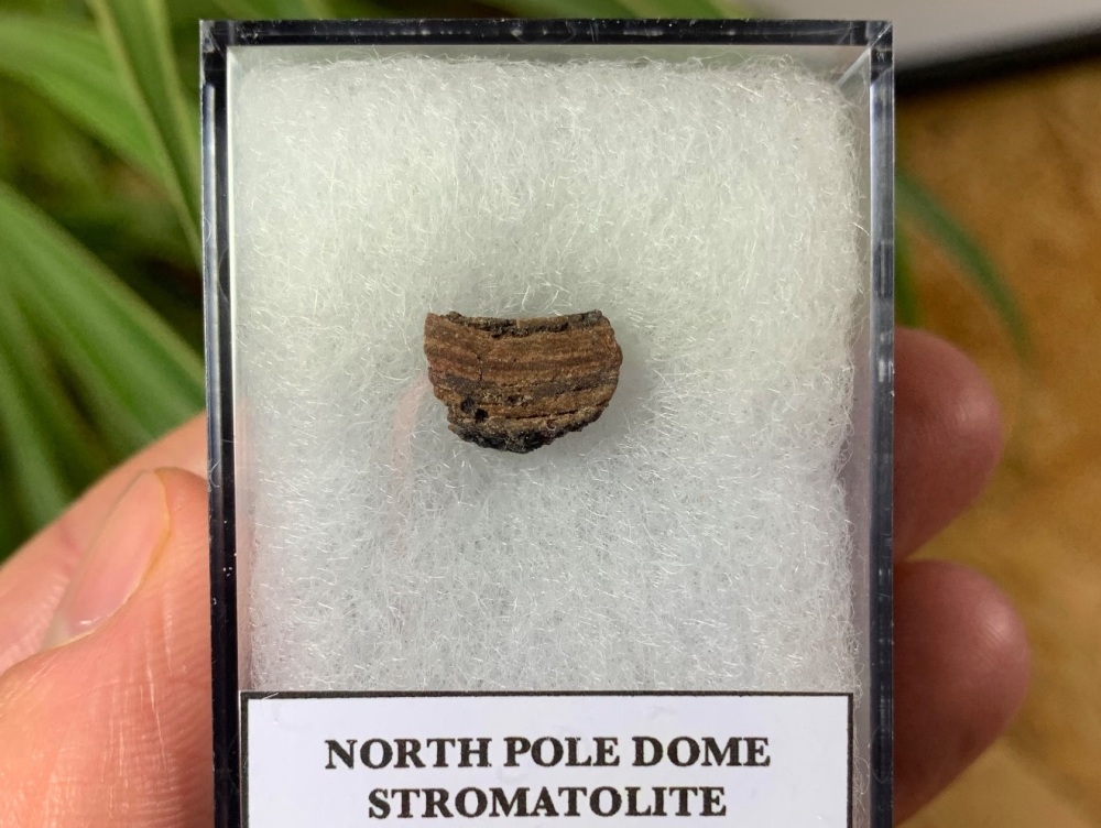 FIRST LIFE, North Pole Dome Stromatolite (Pilbara, Australia) #04