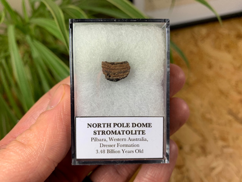 FIRST LIFE, North Pole Dome Stromatolite (Pilbara, Australia) #04