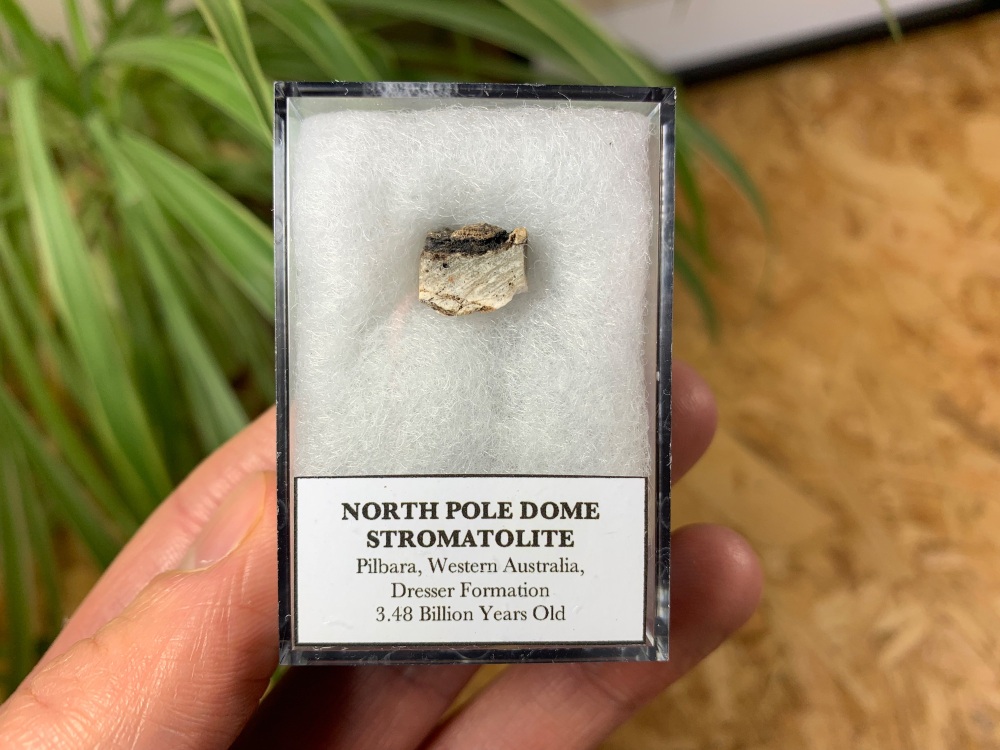 FIRST LIFE, North Pole Dome Stromatolite (Pilbara, Australia) #05