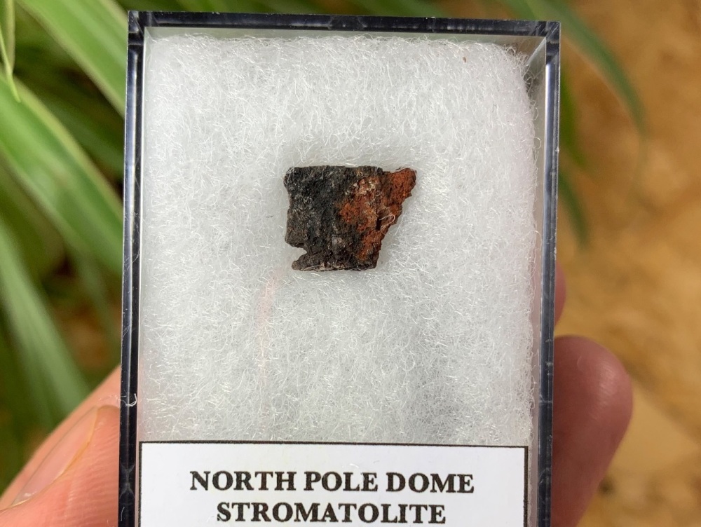 FIRST LIFE, North Pole Dome Stromatolite (Pilbara, Australia) #06