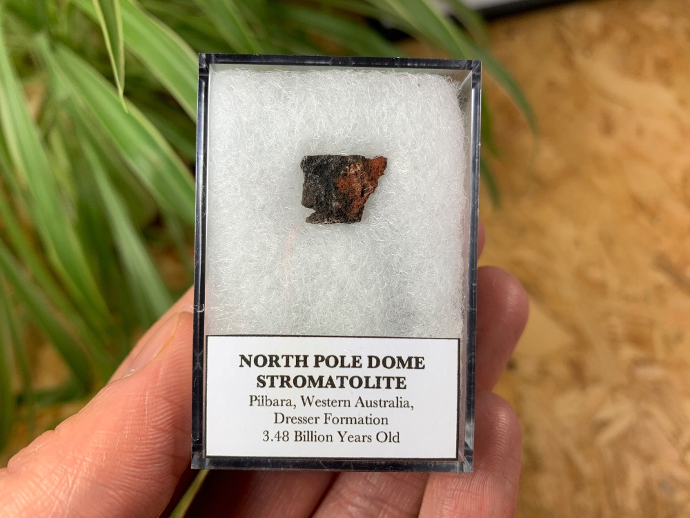 FIRST LIFE, North Pole Dome Stromatolite (Pilbara, Australia) #06