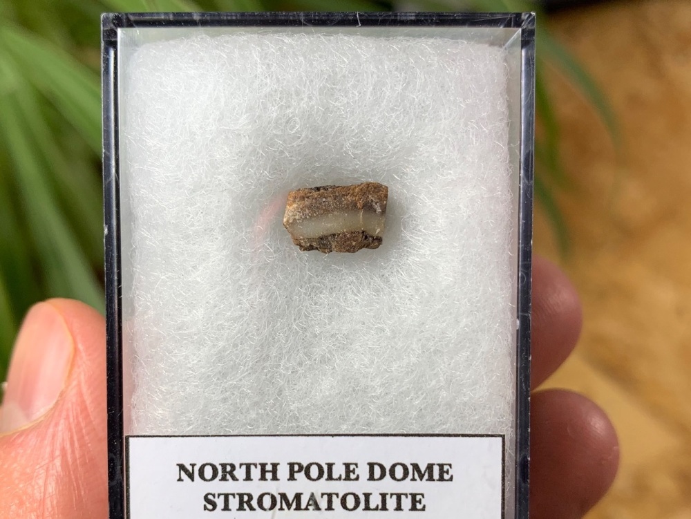 FIRST LIFE, North Pole Dome Stromatolite (Pilbara, Australia) #07