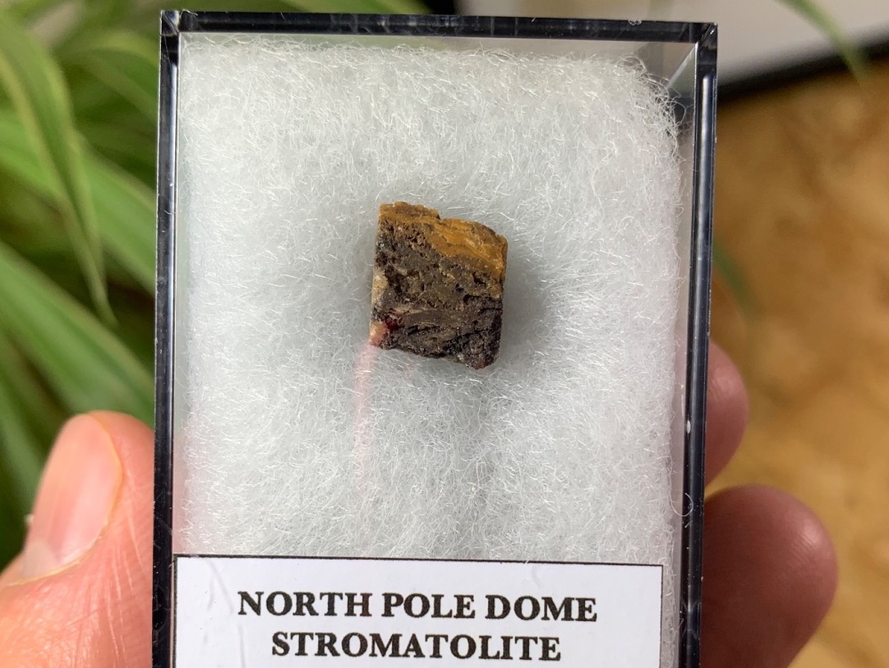 FIRST LIFE, North Pole Dome Stromatolite (Pilbara, Australia) #08