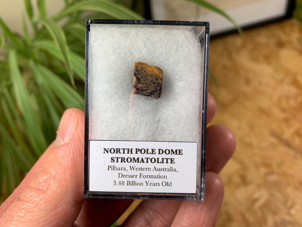 FIRST LIFE, North Pole Dome Stromatolite (Pilbara, Australia) #08
