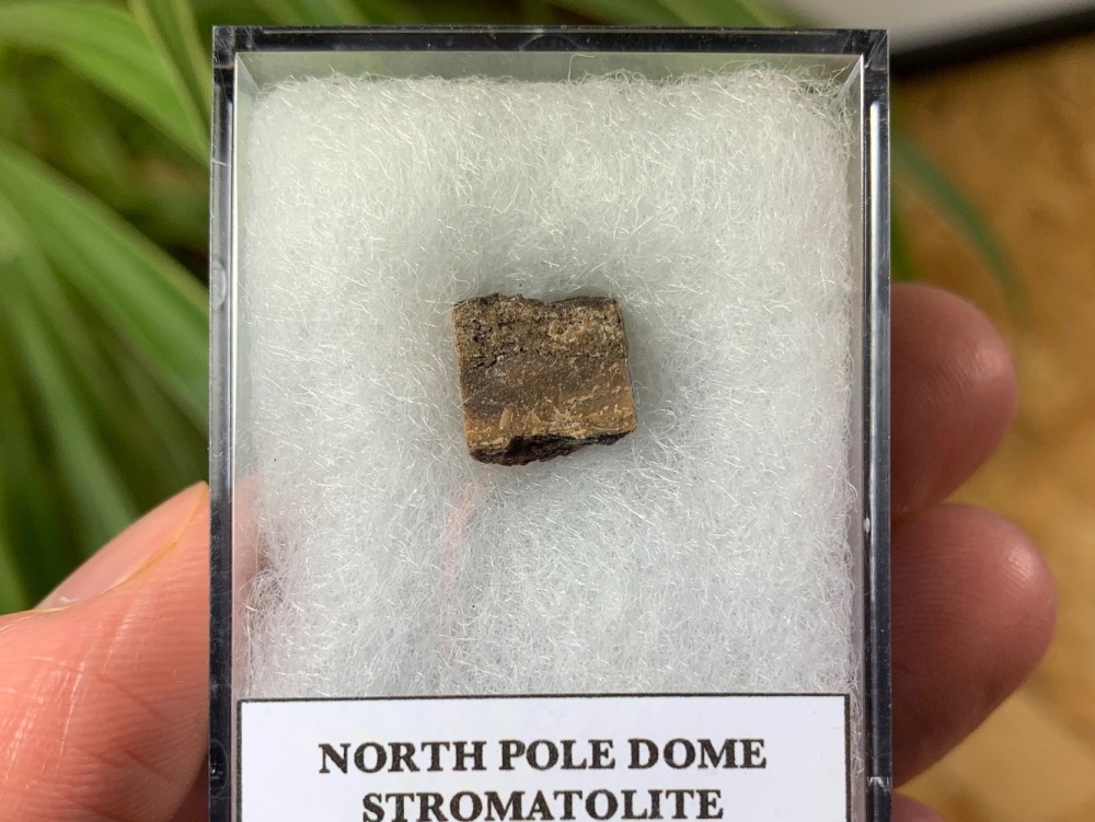 FIRST LIFE, North Pole Dome Stromatolite (Pilbara, Australia) #09
