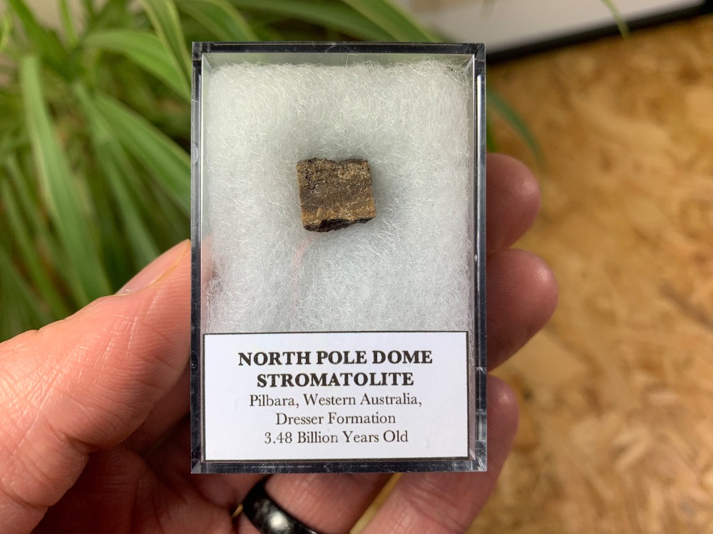 FIRST LIFE, North Pole Dome Stromatolite (Pilbara, Australia) #09